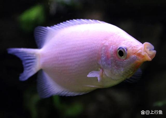 深海釣魚游戲_深海釣魚手游_釣魚深海游戲怎么玩