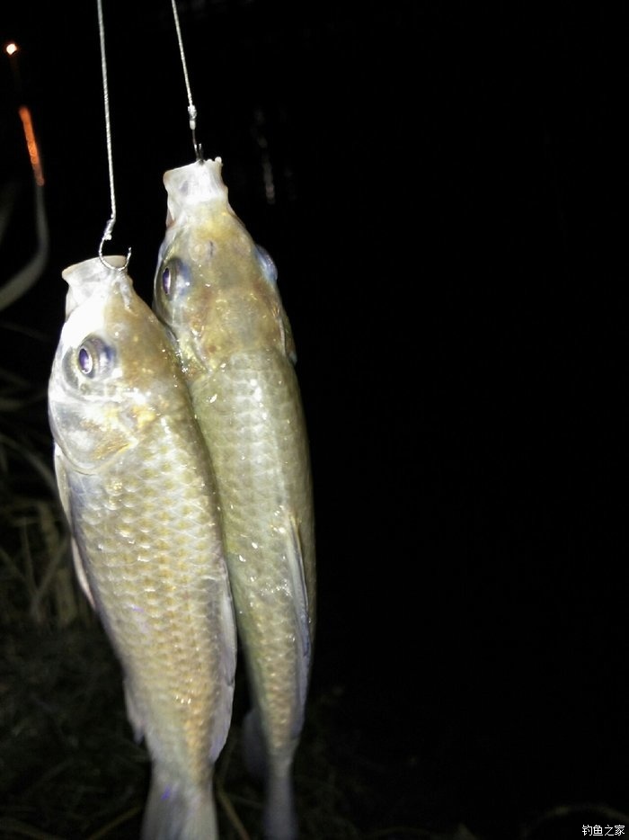 釣草魚打窩用什么料_釣草魚用什么打窩?_釣草魚打窩用什么玉米