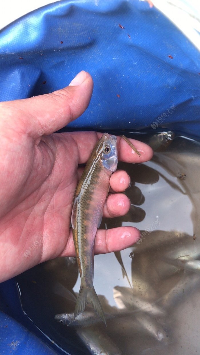 釣魚深海游戲攻略_深海釣魚小游戲_深海釣魚游戲
