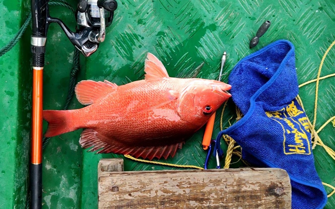深海釣魚小游戲_釣魚深海游戲攻略_深海釣魚游戲