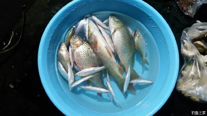 釣鯉魚黑坑用什么餌料最好_黑坑釣鯉魚餌料_釣鯉魚餌料黑坑怎么配