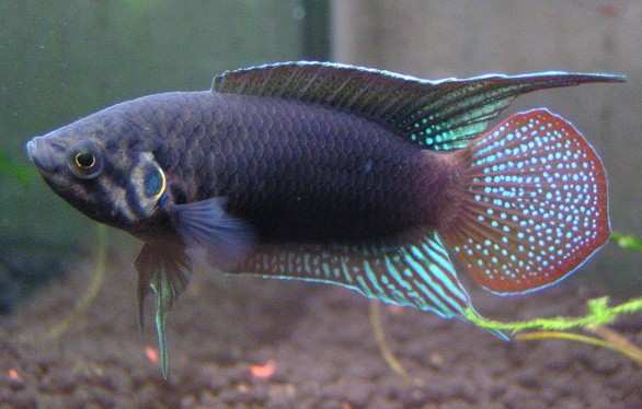 皇冠魚寓意什么意思_觀賞魚皇冠_皇冠魚是什么魚