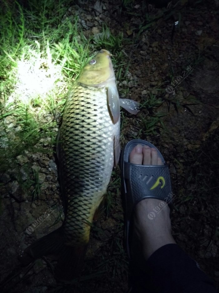 三峽魚_三峽舀魚人_三峽釣魚