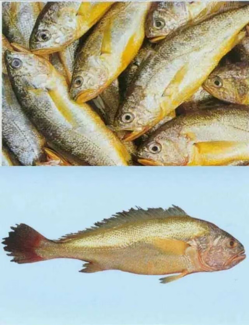 海魚黃花魚是涼性還是熱性_黃花魚是海魚吧_黃花魚是海魚嗎