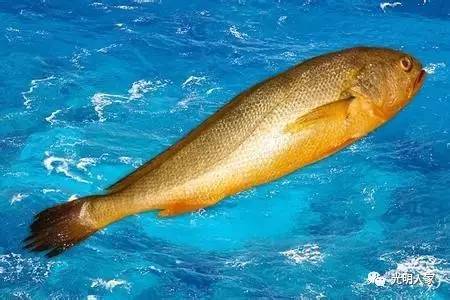 黃花魚是海魚嗎_海魚黃花魚是涼性還是熱性_黃花魚是海魚吧
