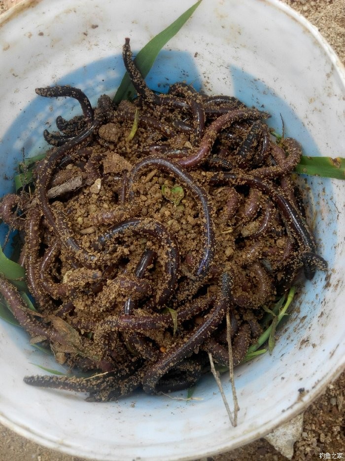 最好的草魚餌_草魚餌料哪種最好_哪款餌料釣草魚好