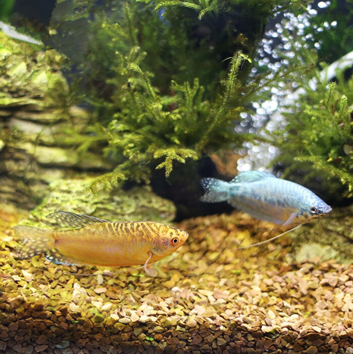 魚皇冠是什么意思_皇冠魚的寓意和象征_皇冠魚是什么魚