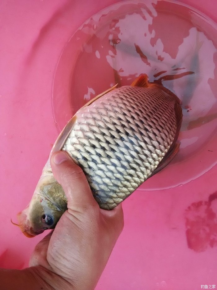 鯉魚餌料野釣專用_野釣鯉魚餌料_鯉魚餌料野釣推薦