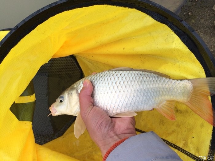 釣底草魚打窩用幾號鉤_底釣草魚用什么打窩_釣底草魚打窩用什么餌料