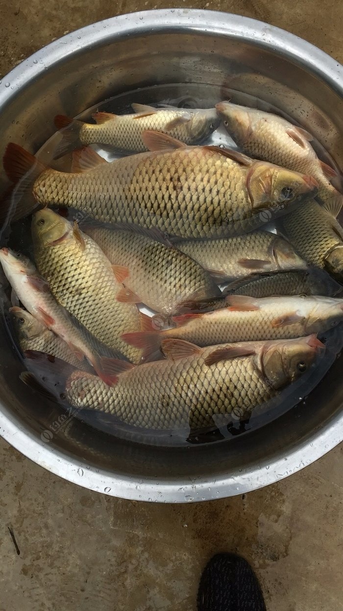 釣鯉魚餌料配方小藥_鯉魚釣魚小藥配方_釣鯉魚配方餌料小藥有哪些