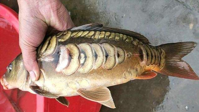 鯉魚釣魚小藥配方_釣鯉魚配方餌料小藥有哪些_釣鯉魚餌料配方小藥