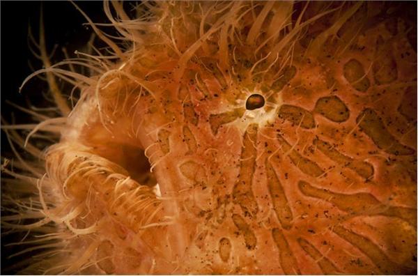 深海里的各種恐怖魚視頻_米恐怖深海魚_恐怖深海魚圖片大全