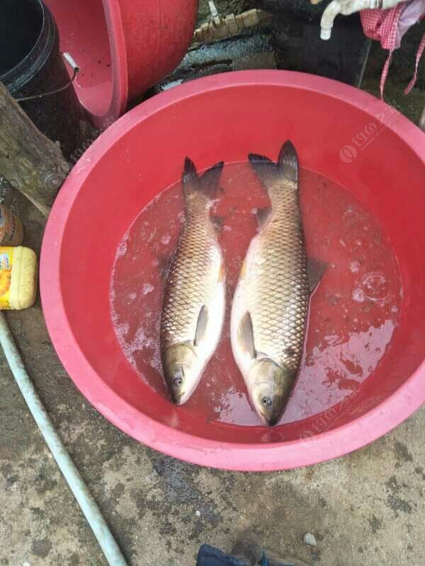餌料草魚制作方法大全_餌料草魚制作方法視頻_草魚餌料制作方法