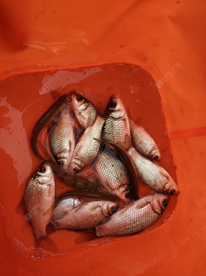 游戲小貓釣魚教案_小貓釣魚教案游戲設計意圖_小貓釣魚教案游戲反思