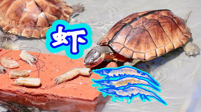 烏龜品種圖片大全圖解名字_烏龜品種圖片介紹圖_烏龜品種介紹圖片