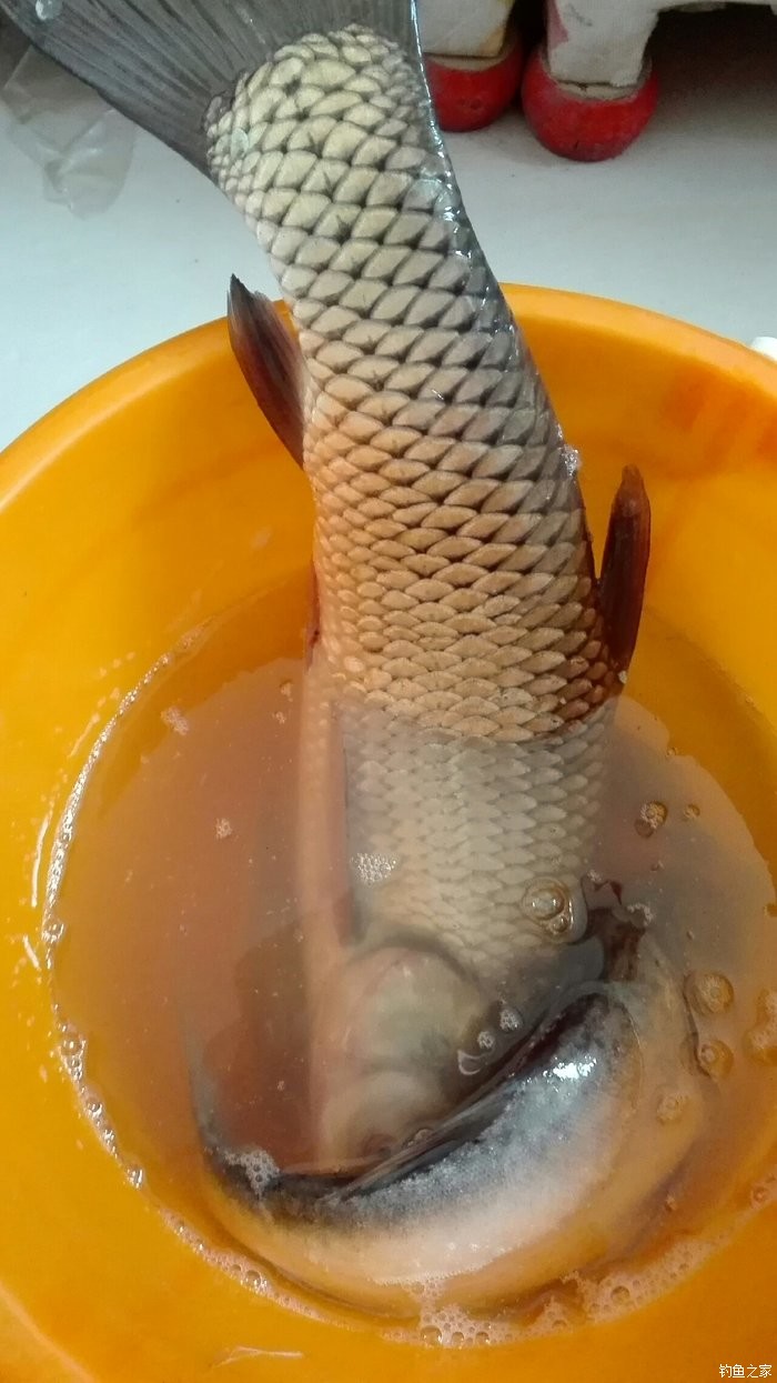 草魚餌料制作方法_餌料草魚制作方法大全_餌料草魚制作方法圖解
