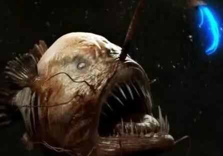 米恐怖深海魚_深海里的恐怖魚類_深海里的各種恐怖魚視頻