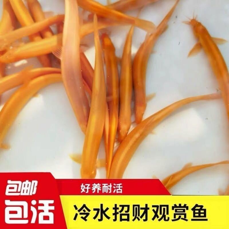 泥養殖泥鰍_無土泥鰍養殖技術_泥鰍養殖需要什么條件