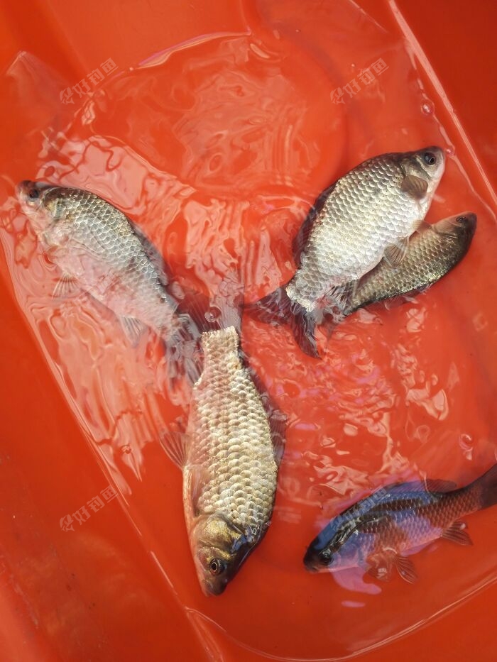 野釣鯽魚視頻 小河_小河釣鯽魚怎么釣_野釣小河鯽魚技巧