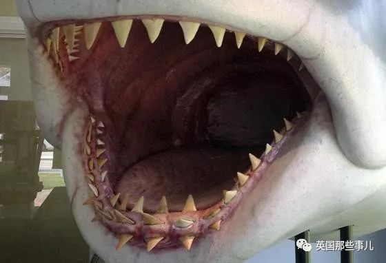 哺乳動物鯊魚是魚類嗎_鯊魚是哺乳動物嗎_鯊魚哺乳動物的主要特征