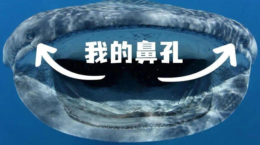 哺乳動物鯊魚是魚類嗎_鯊魚是哺乳動物嗎_鯊魚哺乳動物的主要特征