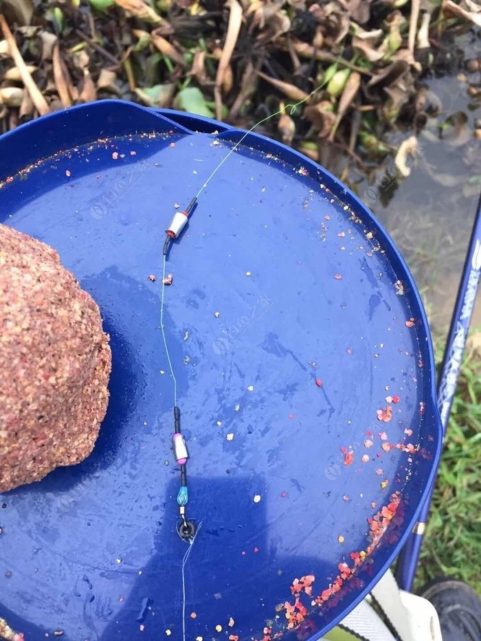 底釣草魚用什么打窩_釣草魚打窩用什么_釣草魚打草窩用什么草
