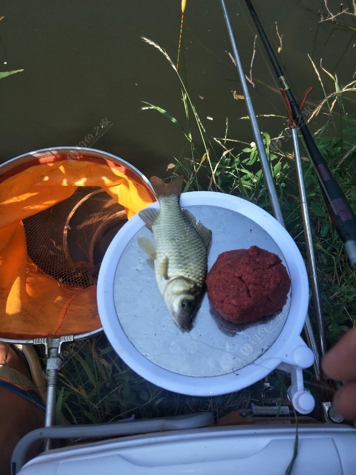 釣草魚打窩用什么_底釣草魚用什么打窩_釣草魚打草窩用什么草