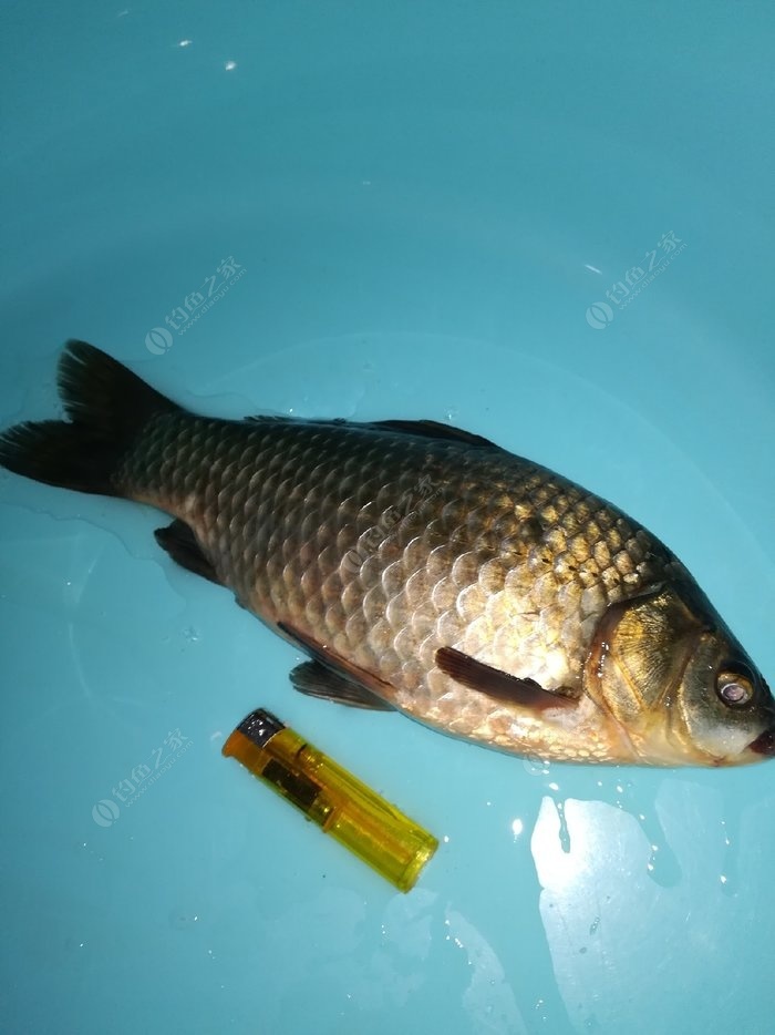 釣鯽魚水下高清視頻_野釣鯽魚視頻大全水底吃食_野釣鯽魚水下視頻