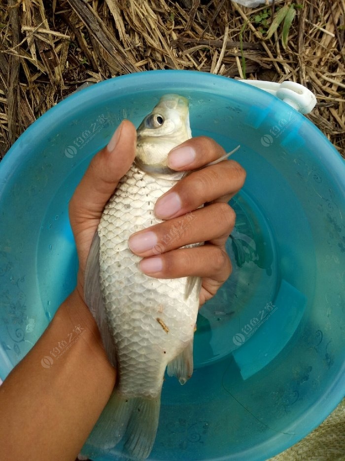 野釣鯽魚視頻大全水底吃食_釣鯽魚水下高清視頻_野釣鯽魚水下視頻