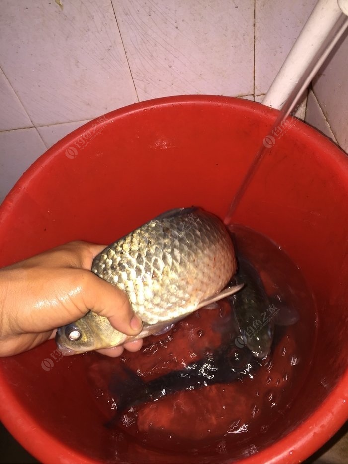 籠魚放在地方比較地方會死嗎_魚籠能捕到魚嗎_地籠放在什么地方魚比較多