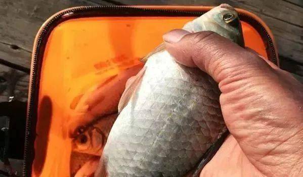 野生鯽魚多少錢一斤_野生鯽魚多少錢一斤_野生鯽魚多少錢一斤