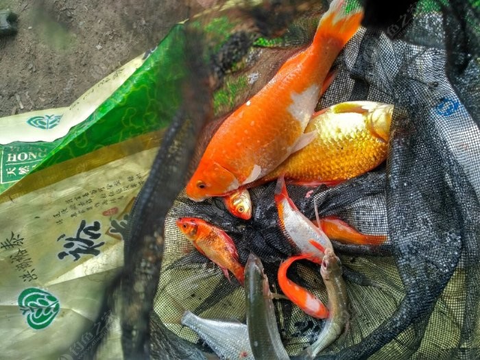 野生鯽魚多少錢一斤_野生鯽魚多少錢一斤_野生鯽魚多少錢一斤