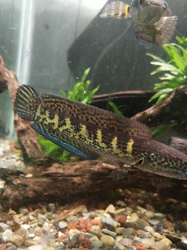 黃金眼鏡蛇雷龍是什么魚_黃金眼鏡蛇雷龍是什么魚_黃金眼鏡蛇雷龍是什么魚