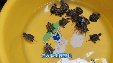 烏龜冬眠時候在水里還是在干處_烏龜冬眠時候可以曬太陽嗎_烏龜什么時候冬眠