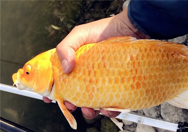 釣鯉魚餌料搭配最好的方法_釣鯉魚餌料配方釣魚人必看_釣鯉魚的餌料搭配