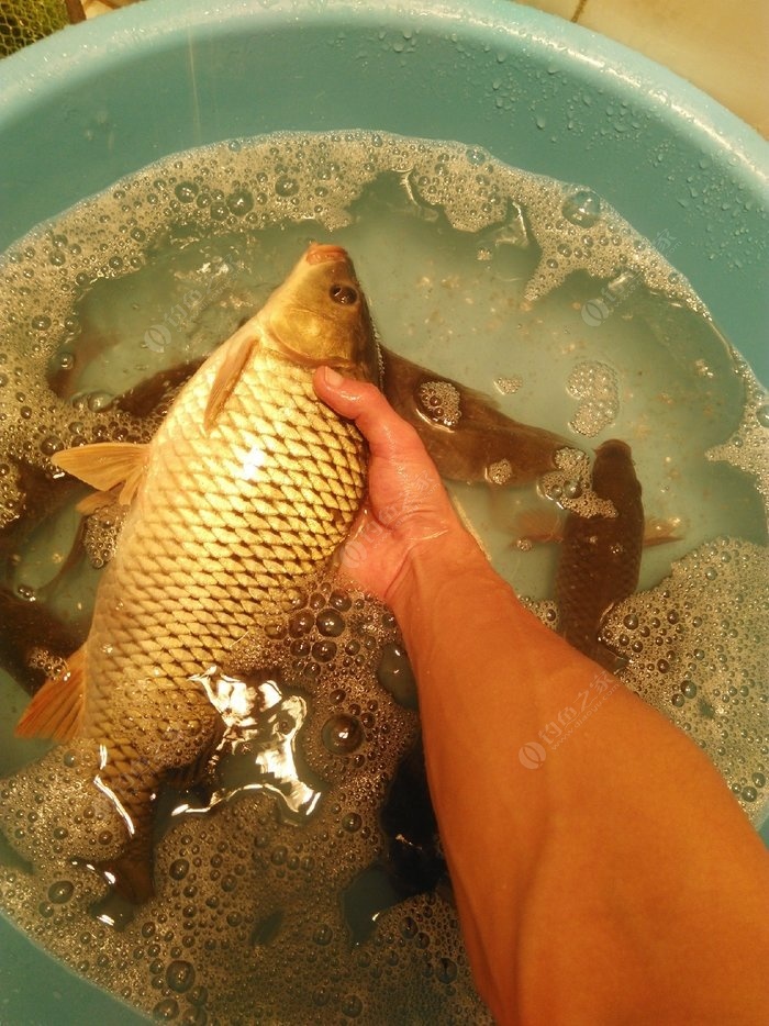 釣鯉魚餌料配方釣魚人必看_釣鯉魚餌料搭配最好的方法_釣鯉魚的餌料搭配