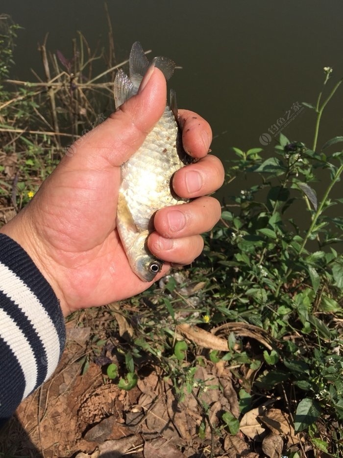 釣鯉魚餌料配方釣魚人必看_釣鯉魚餌料搭配最好的方法_釣鯉魚的餌料搭配