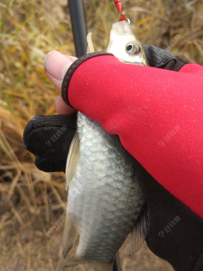 磯釣竿和海桿一樣嗎_磯釣竿和海竿的區別_磯釣竿和海釣竿有什么區別