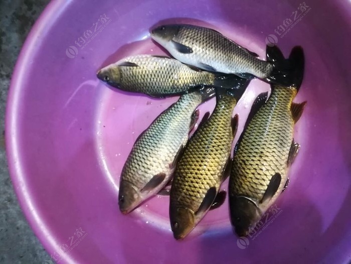 釣水庫技巧大全_水庫釣魚技巧口訣_釣魚水庫技巧口訣圖解
