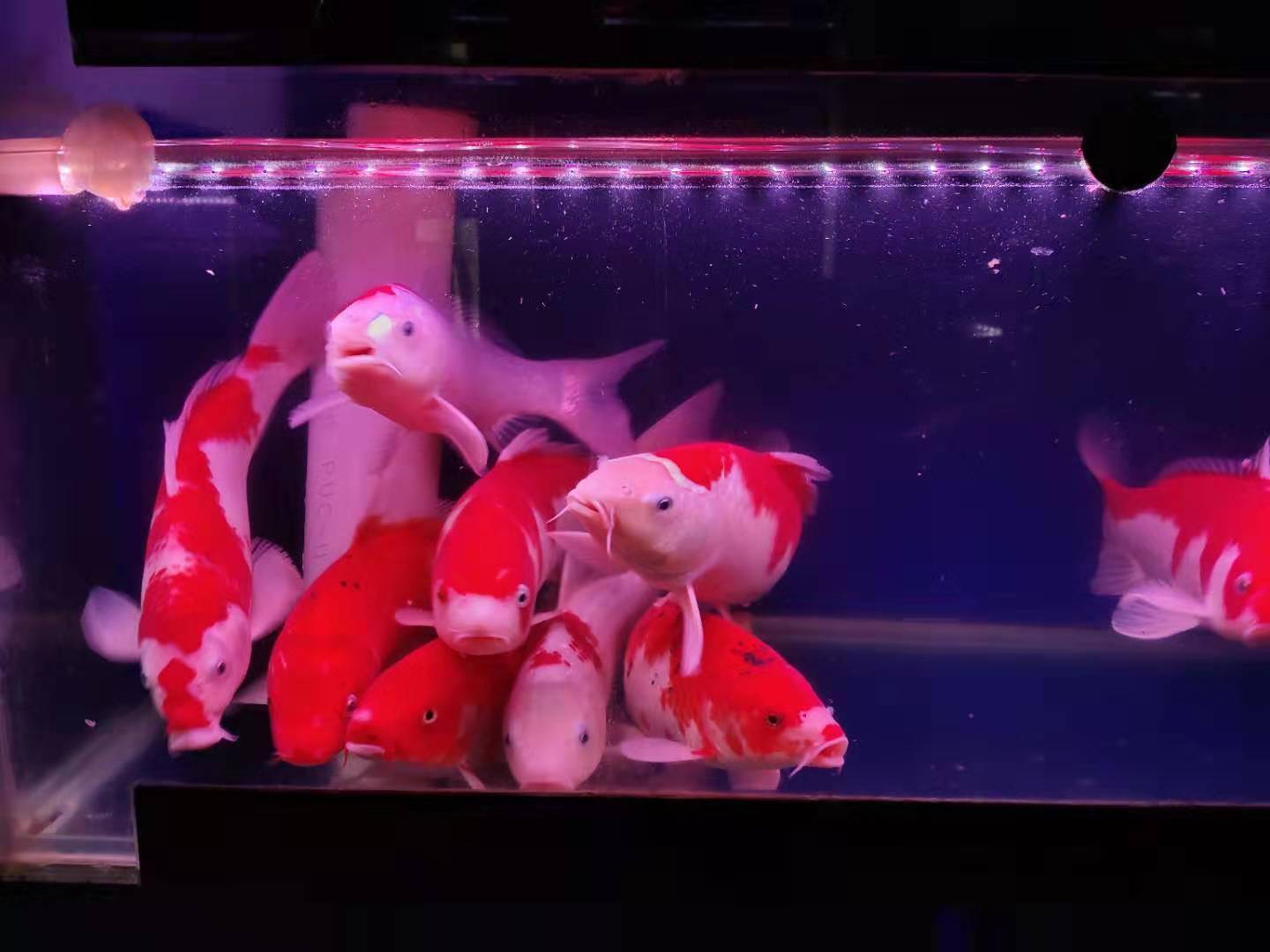 清道夫魚吃什么_魚吃清道夫是不是餓的_食人魚吃清道夫