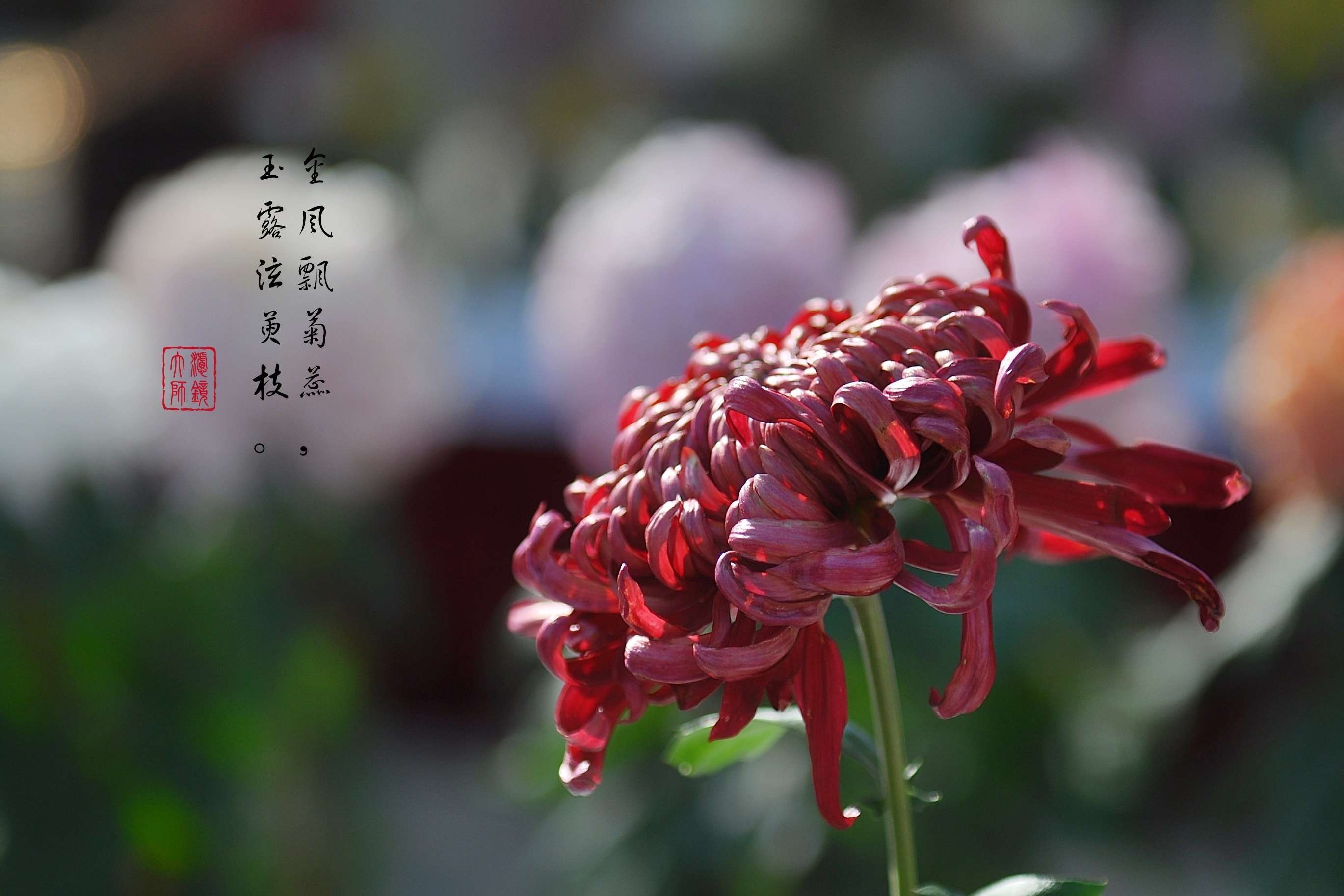 古詩十九首及時行樂的詩句_及時行樂古詩十九首_及時行樂的詩句
