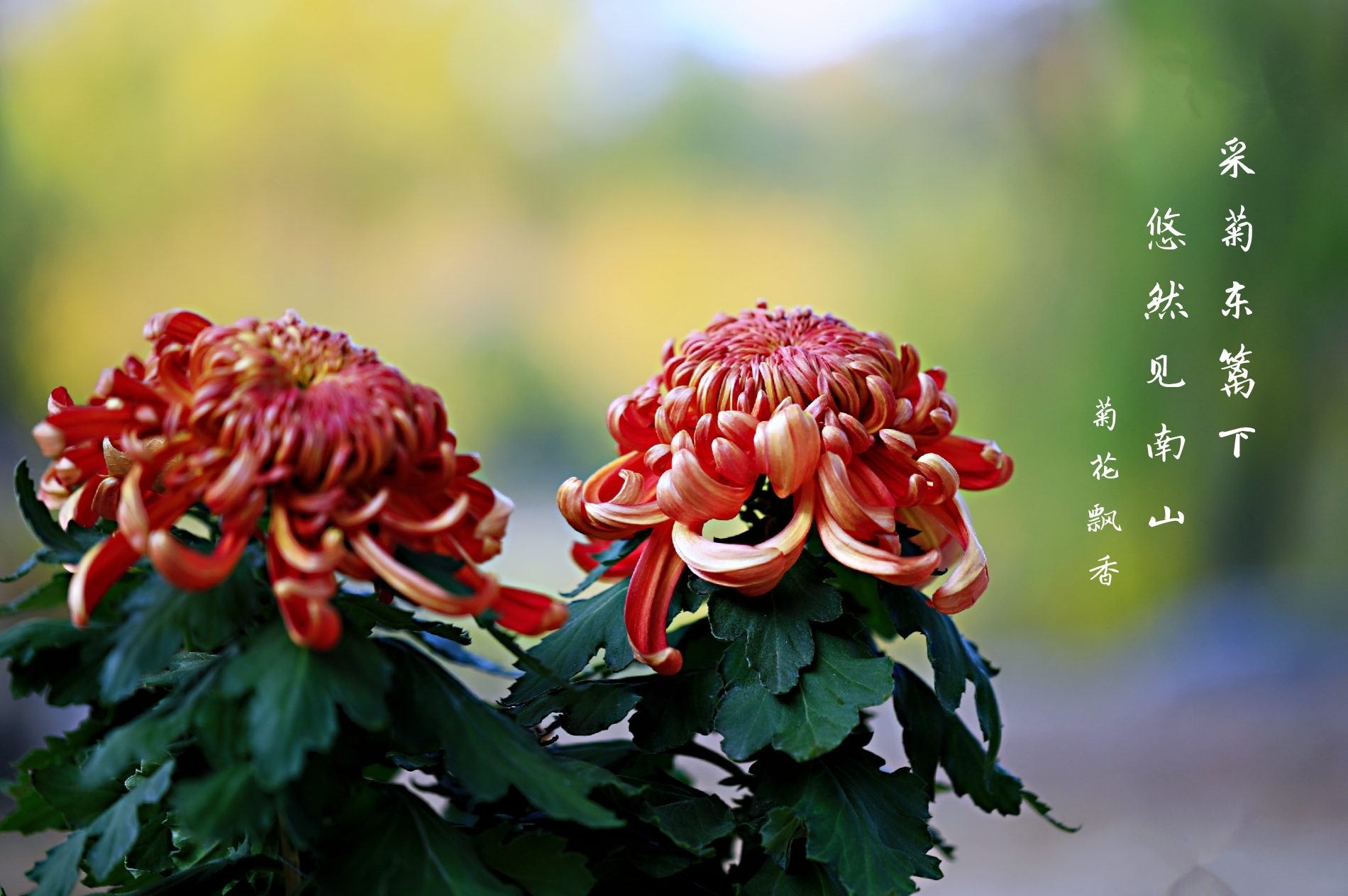 及時行樂的詩句_及時行樂古詩十九首_古詩十九首及時行樂的詩句