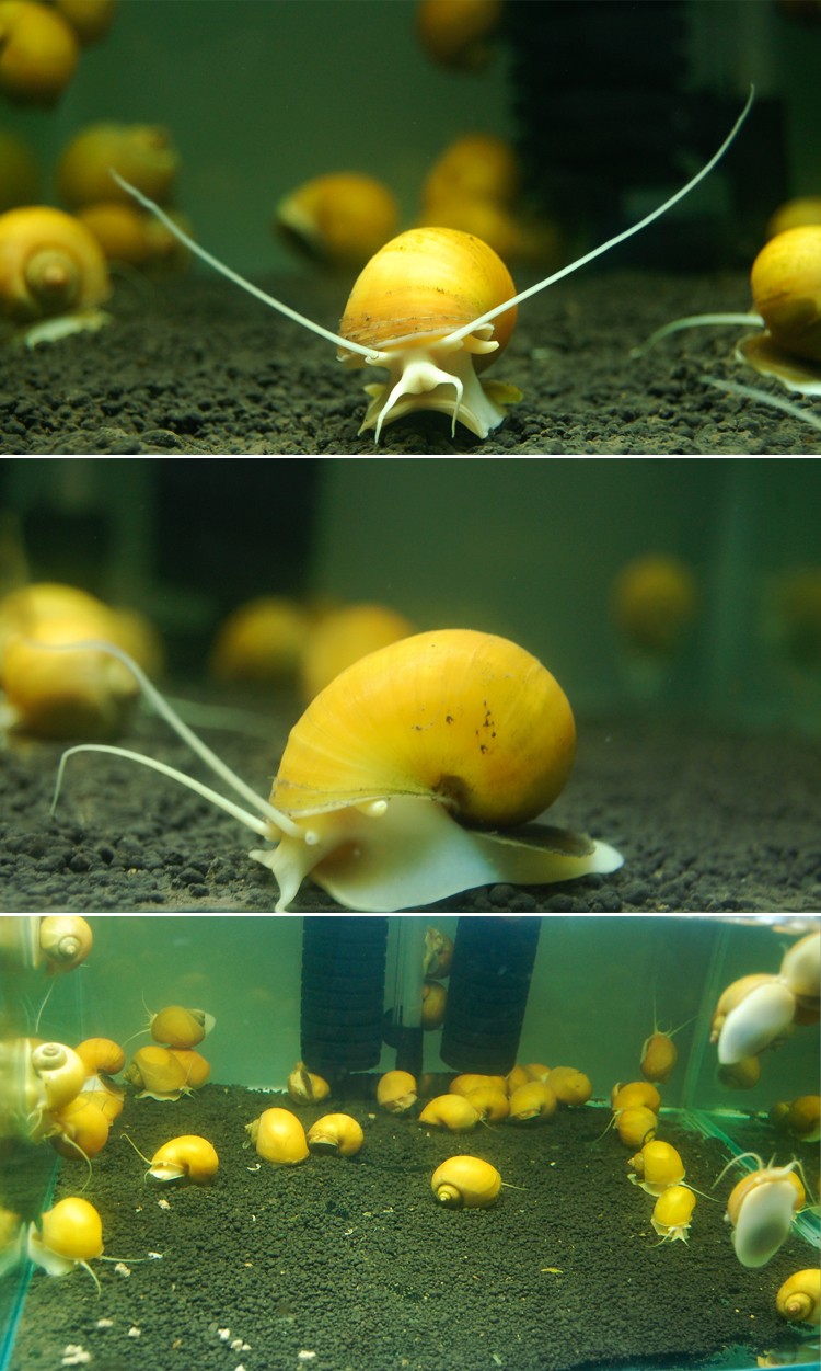 魚吃清道夫卡住了_清道夫魚吃什么_食人魚吃清道夫