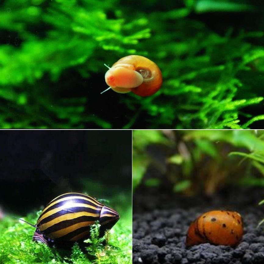 清道夫魚吃什么_食人魚吃清道夫_魚吃清道夫卡住了