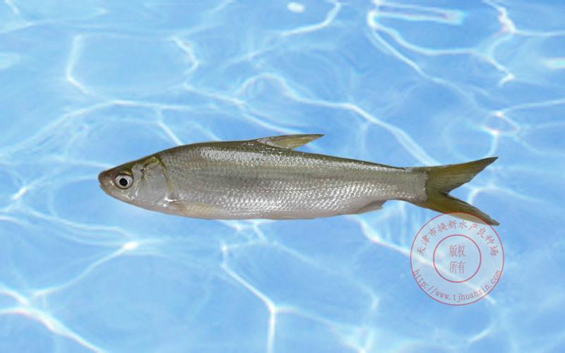 黃尾魚的學名_黃尾魚學名叫什么_黃尾魚別稱