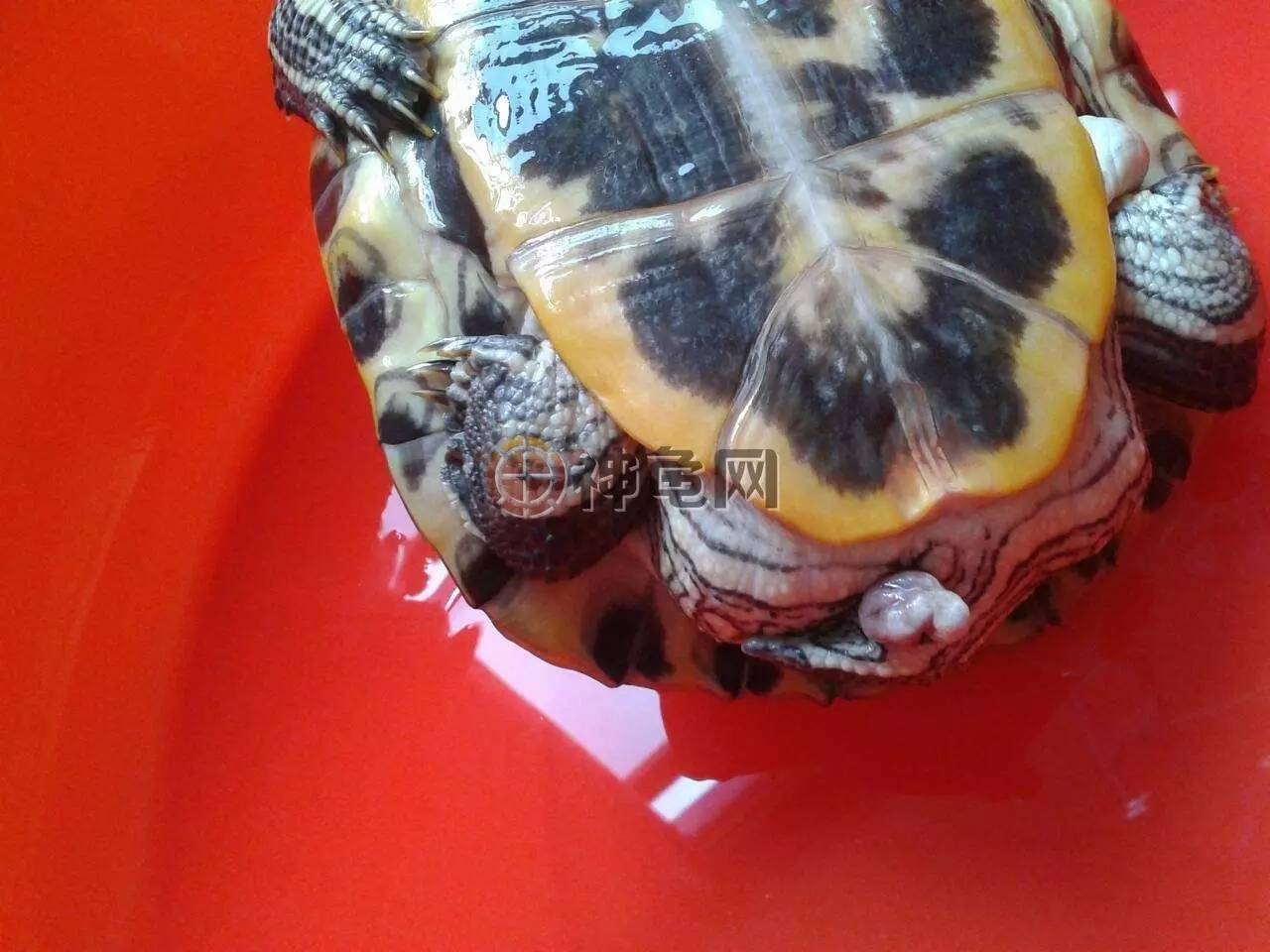 吉利龜什么意思_為什么說養巴西龜不吉利_巴西龜吉祥嗎
