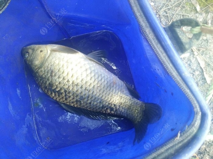釣水庫技巧大全_釣魚水庫技巧口訣圖片_水庫釣魚技巧口訣