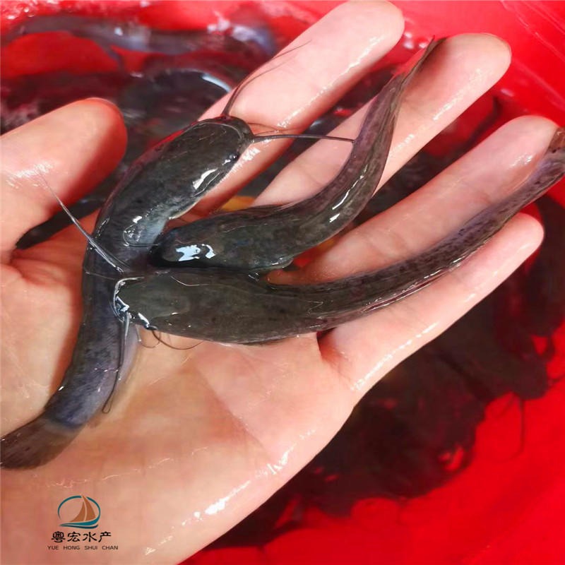 清江魚是什么魚_清江魚啥意思_何為清江魚