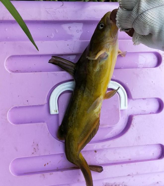 黃尾魚別稱_黃尾魚學名叫什么_黃尾魚是哪里的魚
