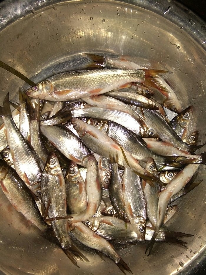 釣鯉魚餌料味型_釣鯉魚味型添加劑搭配心得_鯉魚餌料味型選擇